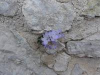 Cilento-Rundfahrt, Bergdorf Magliona Nuovo, Mauerblümchen an der Kirche