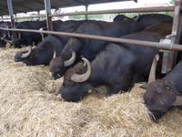 Cilento, Büffelfarm Paestum