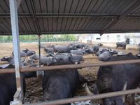 Cilento, Büffelfarm Paestum