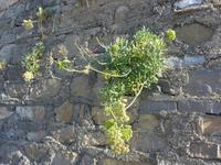 Cilento, Accioroli, Meeresfenchel an der Hafenmauer