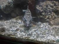 Cilento, Pioppi, im Mittelmeermuseum