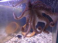 Cilento, Pioppi, Mittelmeermuseum, Octopus