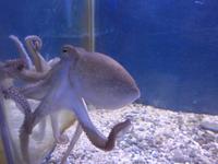 Cilento, Pioppi, Mittelmeermuseum, Octopus