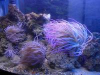 Cilento, Pioppi, Mittelmeermuseum, Seeanemonen