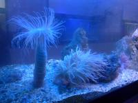 Cilento, Pioppi, Mittelmeermuseum, Seeanemonen