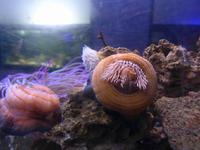 Cilento, Pioppi, Mittelmeermuseum, Seeanemonen