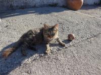 Cilento, Mozarella-Käserei