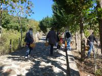 Cilento, Start zur Olivenernte