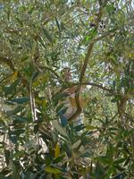 Cilento,Olivenernte mit Klettereinlage