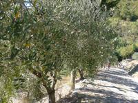 Cilento, Olivenhain am Monte Stella