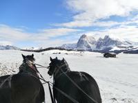 Pferdeschlittenfahrt auf der Seiser Alm