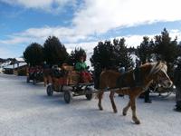 Pferdeschlittenfahrt auf der Seiser Alm