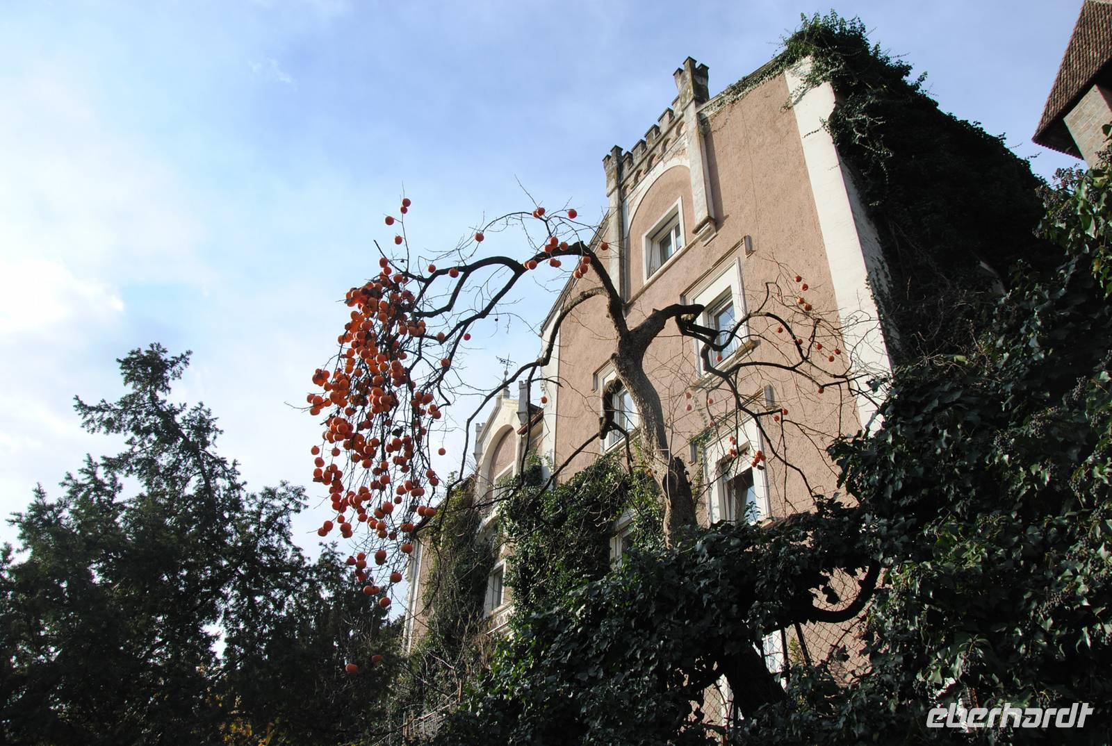 Kakifrüchte - Baum im Zentrum von Meran