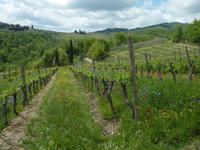 Chianti Weinwanderung