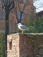 die heutigen Bewohner des Forum Romanum // Rom
