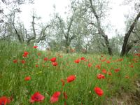 Der Klatschmohn blüht