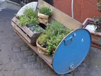 Modernes Gewürzbeet in den Straßen von Trastevere