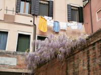 Blauregen in Venedig