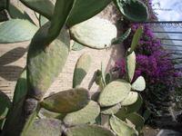 Vatikanische Gärten