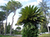 Vatikanische Gärten