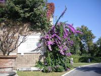 Vatikanische Gärten