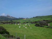 Schafherde-typisch für die Gallura