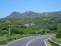 überall blüht der Ginster