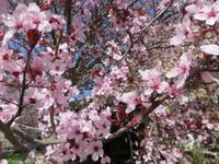Blütenpracht Ostern auf Sardinien