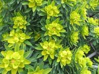 Wolfsmilchgewächse am Lilienkap