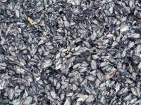 Tangablagerungen am Strand