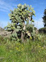 Kakteen auf Sardinien