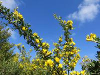 Osterblüte auf Sardinien