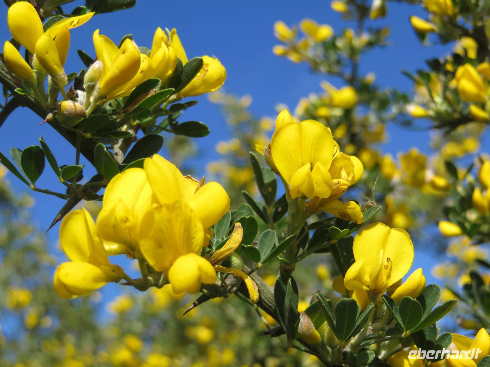 Osterblüte auf Sardinien