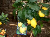 Zitronenplantage Limone