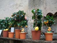 Zitronenplantage Limone