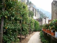 Zitronenplantage Limone