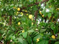 Zitronenplantage Limone