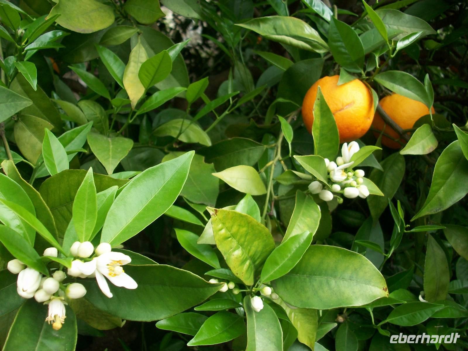 Zitronenplantage Limone