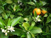 Zitronenplantage Limone