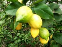 Zitronenplantage Limone