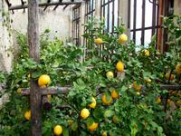 Zitronenplantage Limone