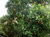 Zitronenplantage Limone