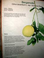 Zitronenplantage Limone