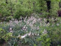 Blumen in der Foresta Umbra