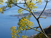 Knotenkraur bestimmt die Vegetation Sardiniens