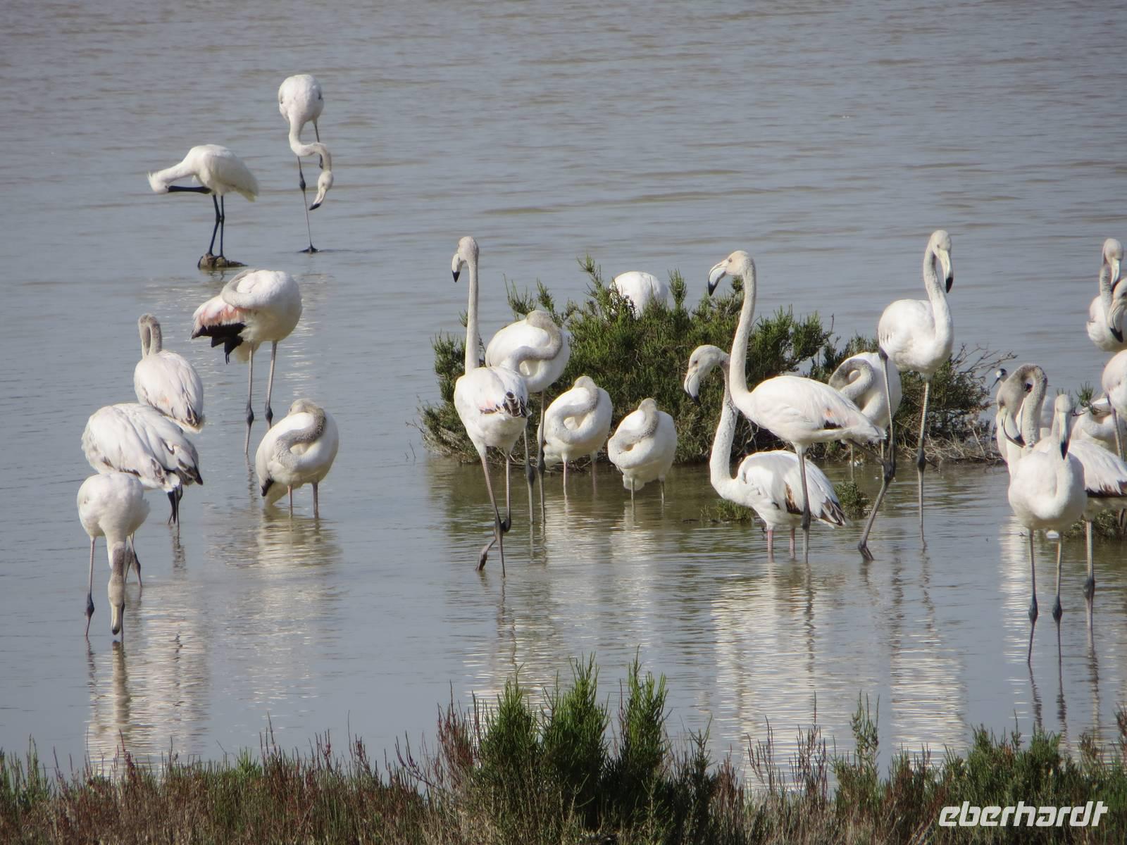Flamingos im Vendirici
