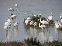 Flamingos im Vendirici