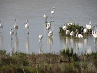 Flamingos im Vendirici