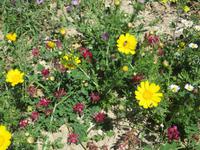 Blumengruß bei Trapani