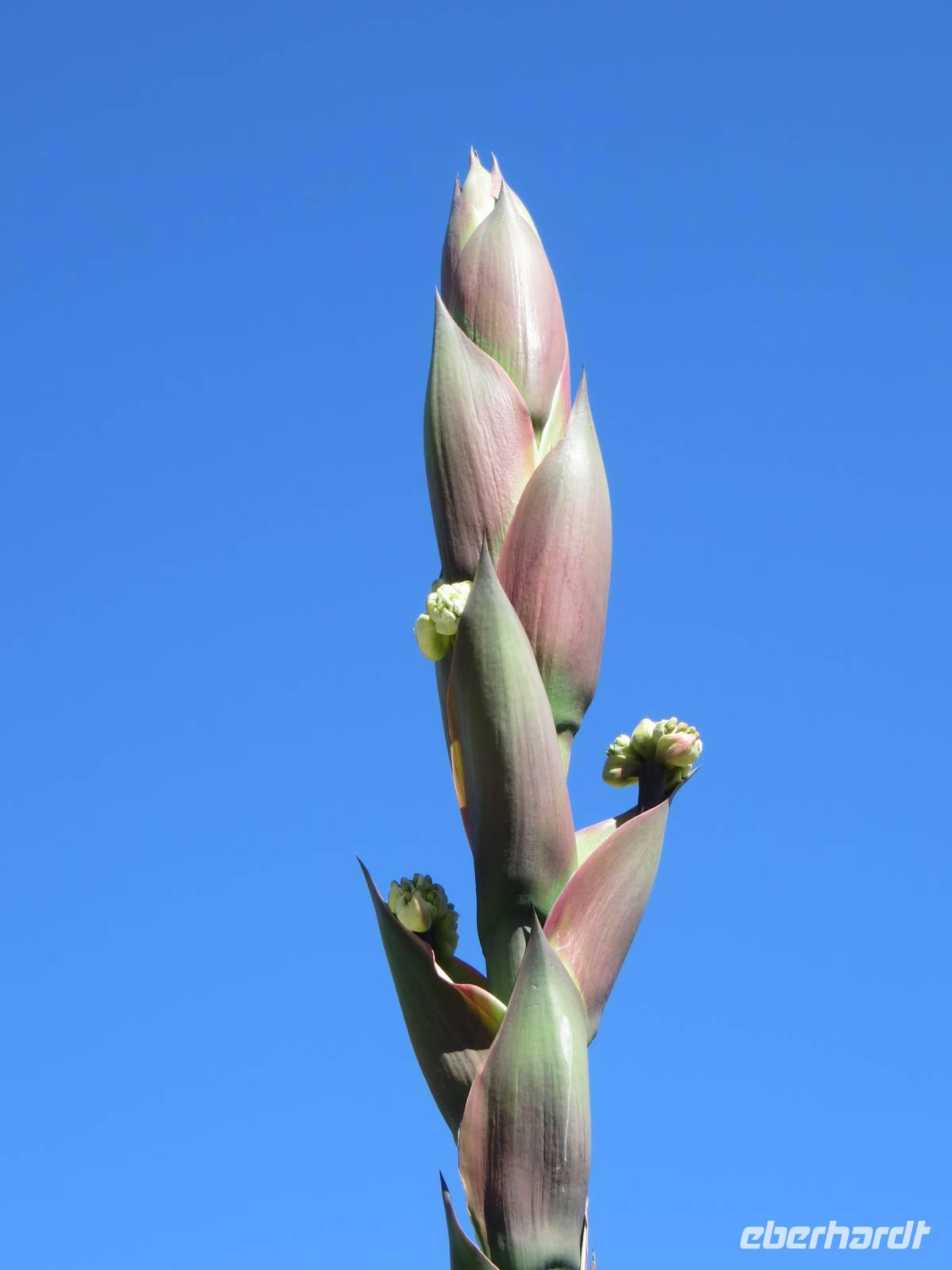 Blüte einer Aloe